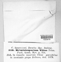 Exosporium tiliae image